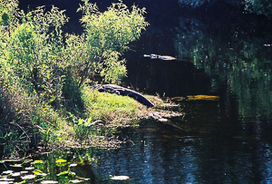 Air Boat Trip to the Everglades