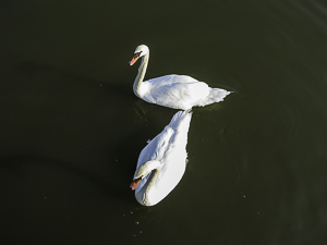 Mute Swans, Wye River, Chesapeak Bay, Maryland